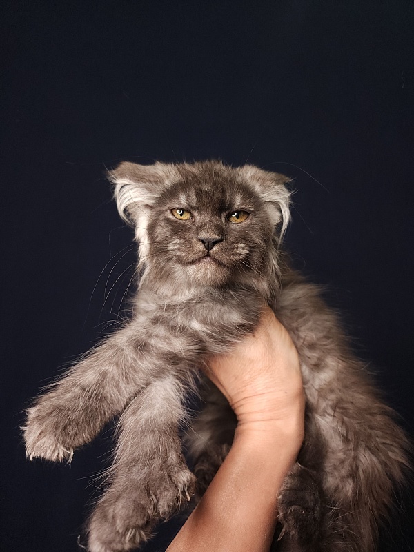 Furry Hoper  Akbars  ( polydactyl) - Kitten maine-coon 2 months 4 weeks
