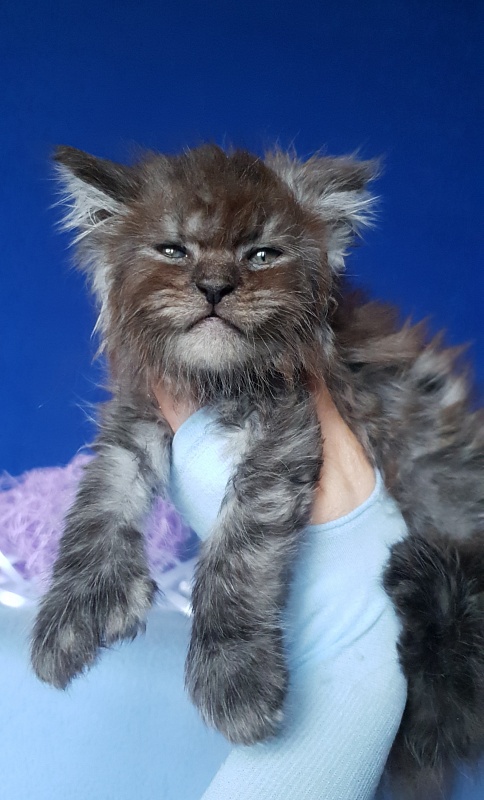 Furry Hoper  Akbars  ( polydactyl) - Kitten maine-coon 1 month 0.5 weeks