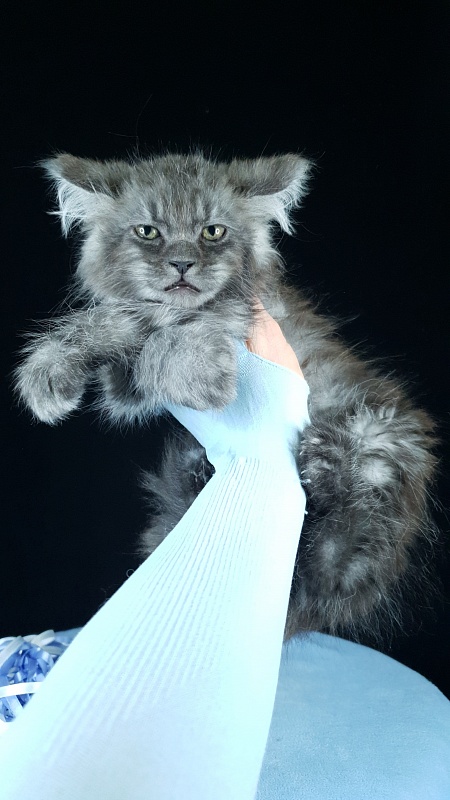 Furry Hoper  Akbars  ( polydactyl) - Kitten maine-coon 2 months