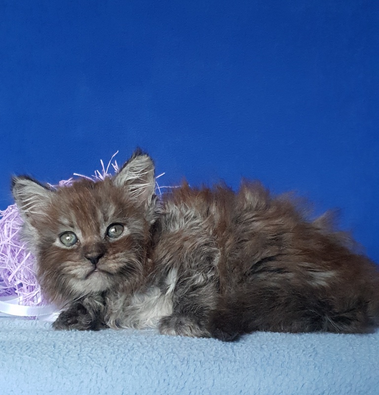 Furry Hoper  Akbars  ( polydactyl) - Kitten maine-coon 1 month 0.5 weeks