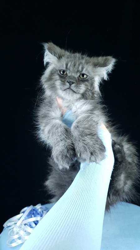 Furry Hoper  Akbars  ( polydactyl) - Kitten maine-coon 2 months
