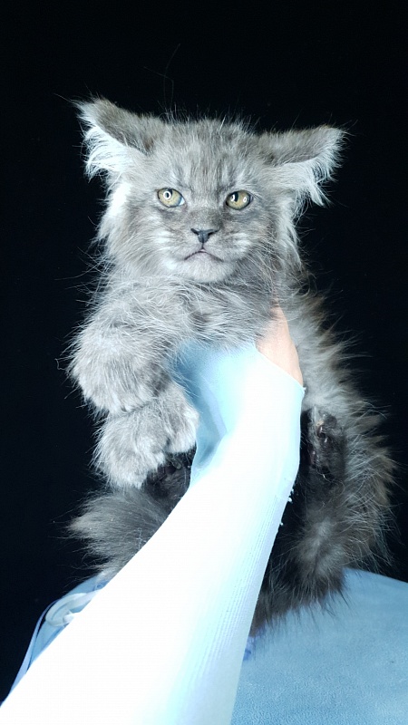 Furry Hoper  Akbars  ( polydactyl) - Kitten maine-coon 2 months