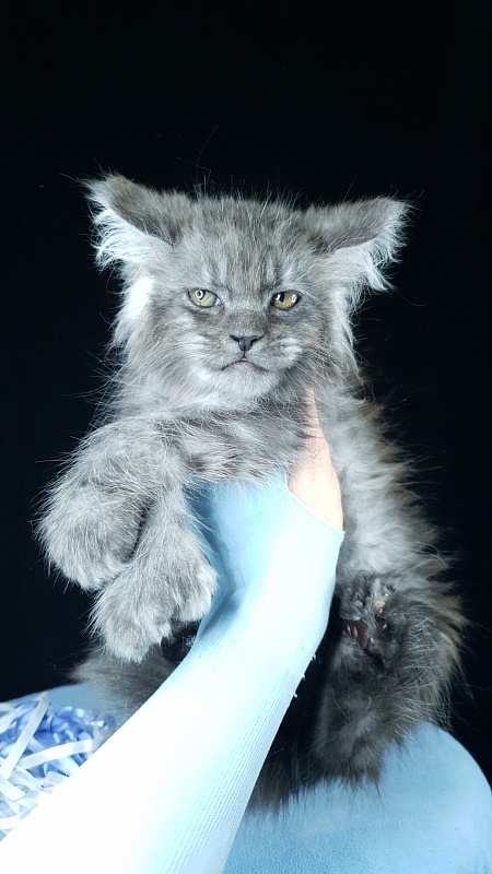 Furry Hoper  Akbars  ( polydactyl) - Kitten maine-coon 2 months