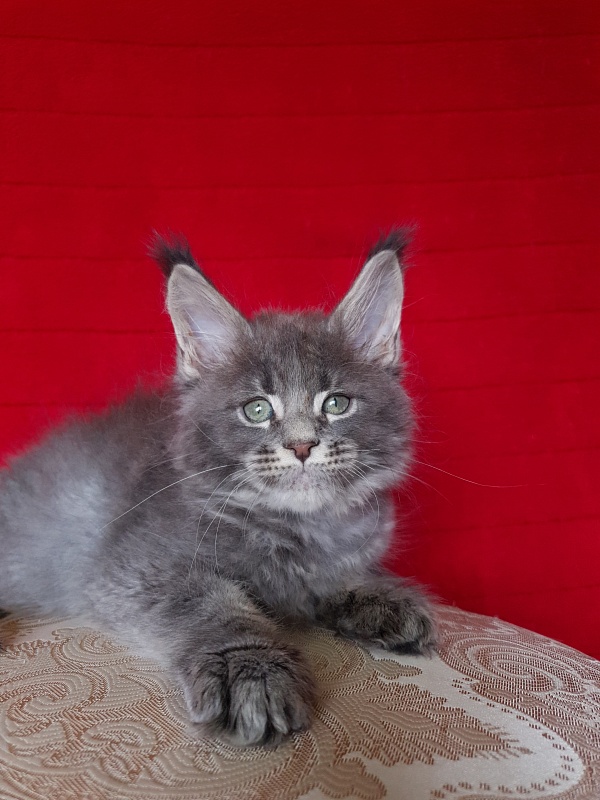 K.C*Lenny  Akbars - Kitten maine-coon 1 month 2.5 weeks