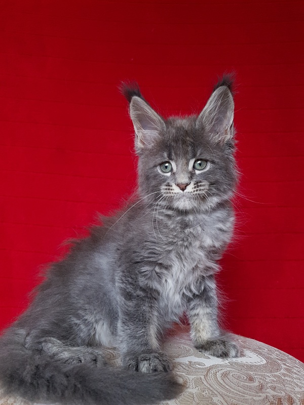K.C*Lenny  Akbars - Kitten maine-coon 1 month 2.5 weeks