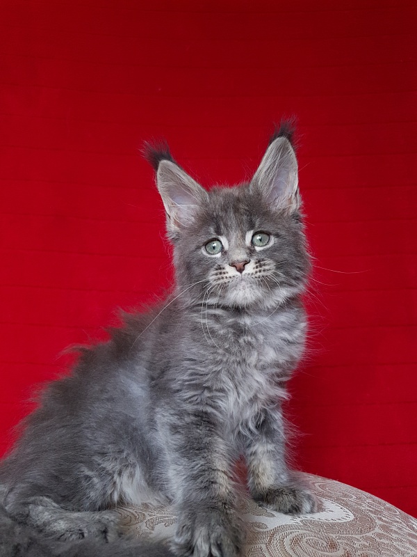 K.C*Lenny  Akbars - Kitten maine-coon 1 month 2.5 weeks