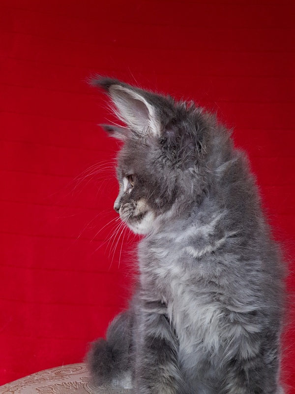 K.C*Lenny  Akbars - Kitten maine-coon 1 month 2.5 weeks