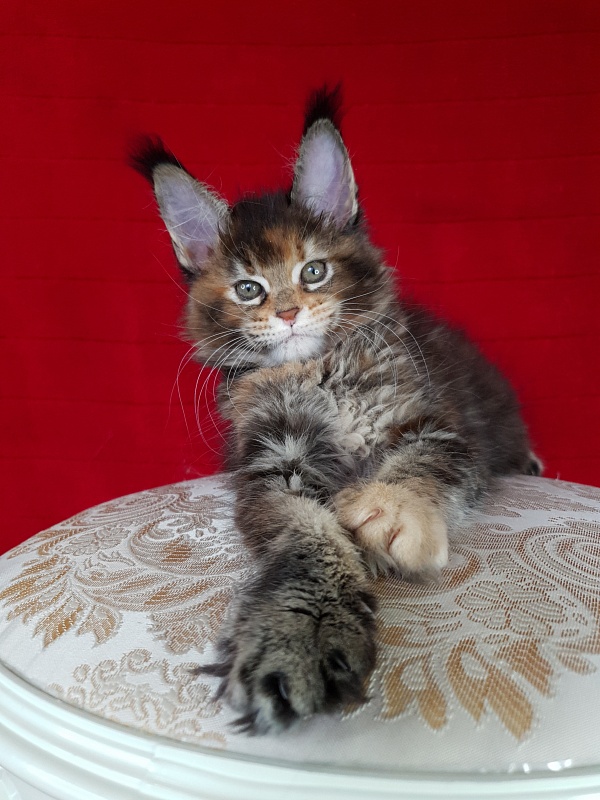 K.C*Liza  Akbars - Kitten maine-coon 1 month 2.5 weeks