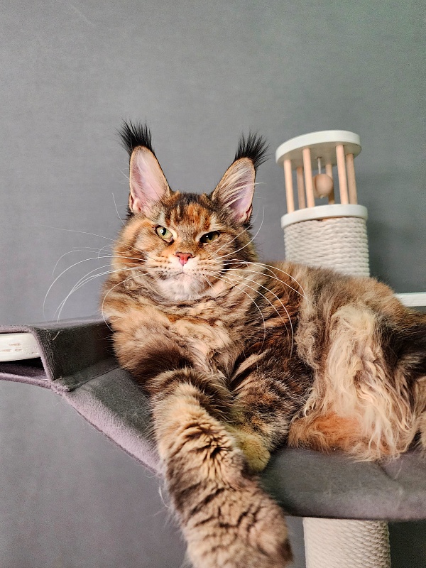 K.C*Liza  Akbars - Kitten maine-coon 5 months 0.5 weeks