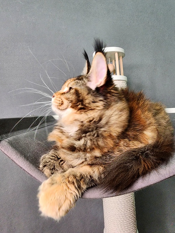 K.C*Liza  Akbars - Kitten maine-coon 5 months 0.5 weeks