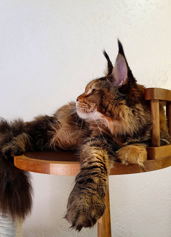 K.C*Liza  Akbars - Junior maine-coon 8.5 months
