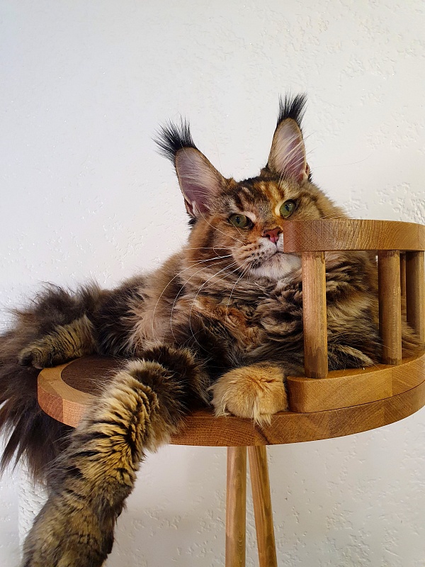 K.C*Liza  Akbars - Junior maine-coon 8.5 months
