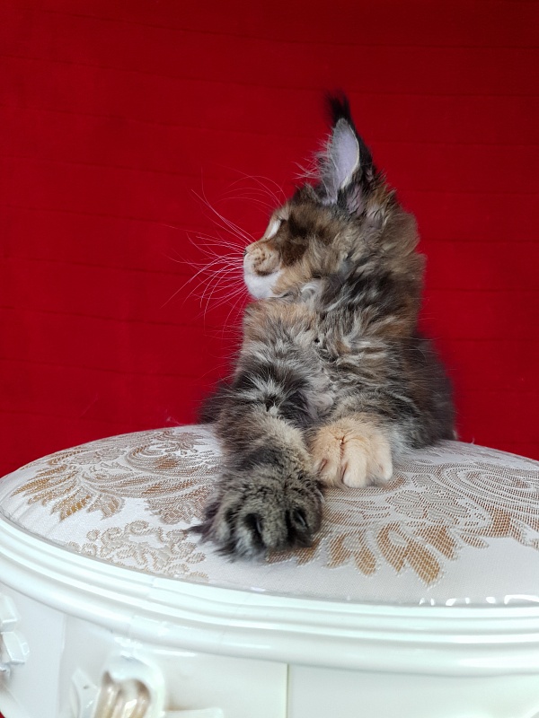 K.C*Liza  Akbars - Kitten maine-coon 1 month 2.5 weeks