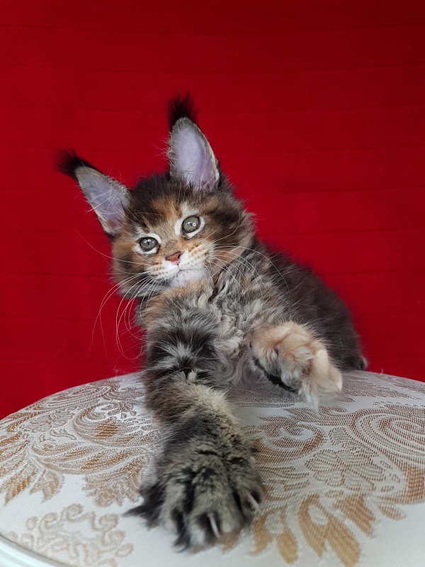 K.C*Liza  Akbars - Kitten maine-coon 1 month 2.5 weeks