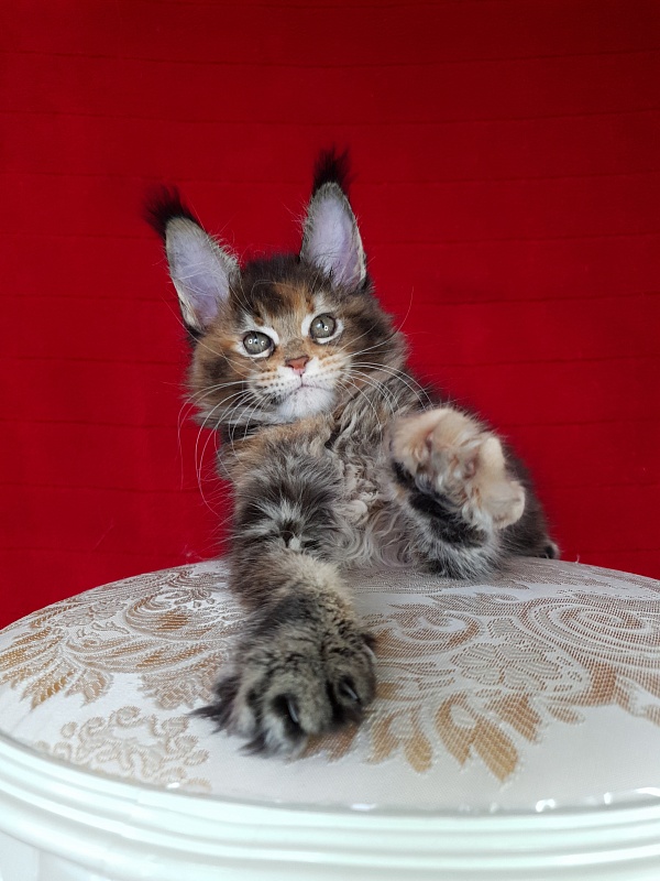K.C*Liza  Akbars - Kitten maine-coon 1 month 2.5 weeks