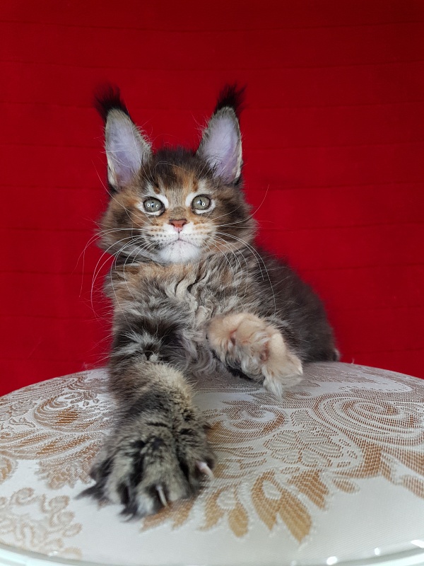 K.C*Liza  Akbars - Kitten maine-coon 1 month 2.5 weeks
