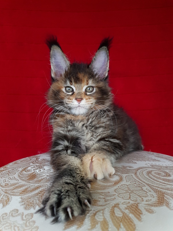 K.C*Liza  Akbars - Kitten maine-coon 1 month 2.5 weeks