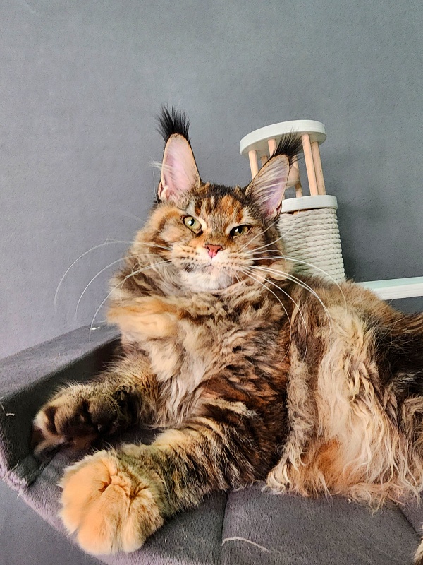 K.C*Liza  Akbars - Kitten maine-coon 5 months 0.5 weeks