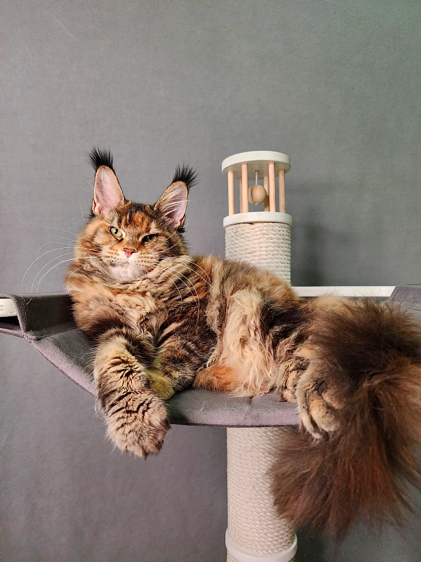 K.C*Liza  Akbars - Kitten maine-coon 5 months 0.5 weeks