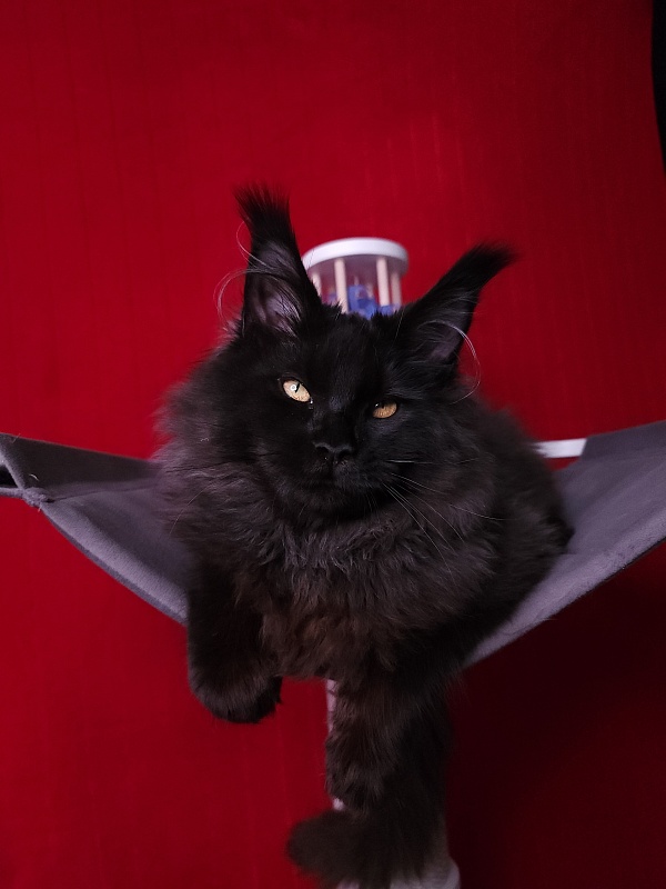 Ice Mellon Akbars - Kitten maine-coon 4 months 4 weeks