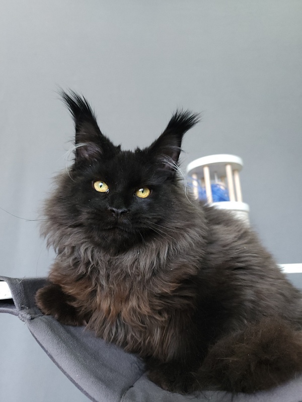 Ice Mellon Akbars - Kitten maine-coon 5 months 1.5 week