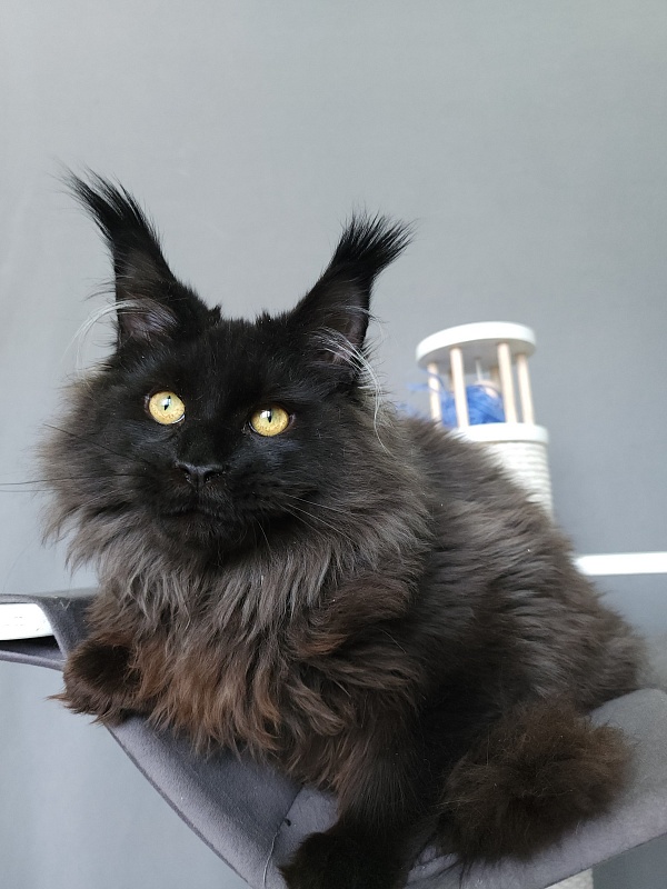 Ice Mellon Akbars - Kitten maine-coon 5 months 1.5 week