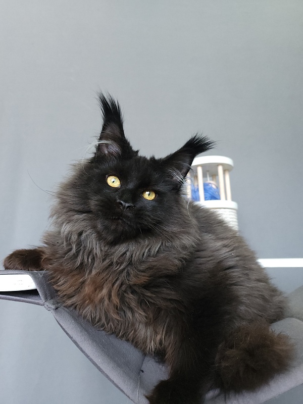 Ice Mellon Akbars - Kitten maine-coon 5 months 1.5 week