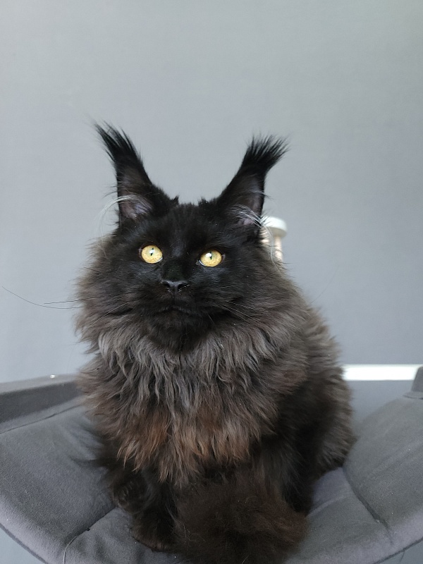 Ice Mellon Akbars - Kitten maine-coon 5 months 1.5 week