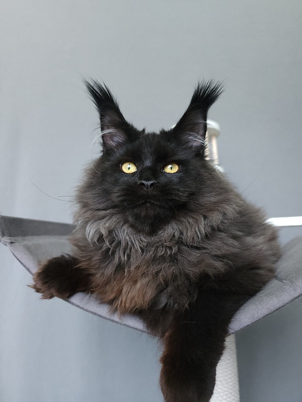 Ice Mellon Akbars - Kitten maine-coon 5 months 1.5 week