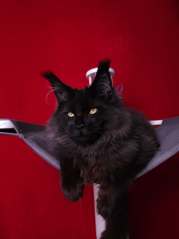 Ice Mellon Akbars - Kitten maine-coon 4 months 4 weeks