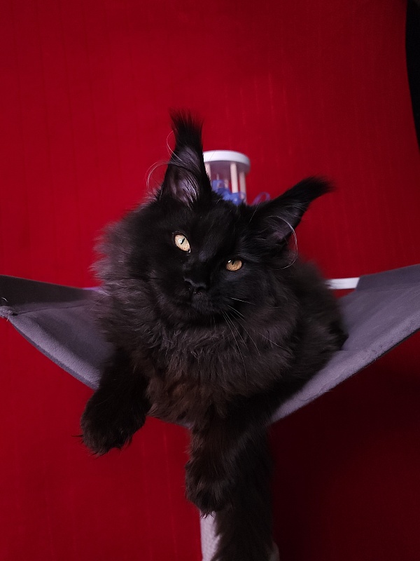 Ice Mellon Akbars - Kitten maine-coon 4 months 4 weeks