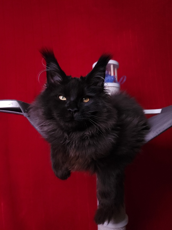 Ice Mellon Akbars - Kitten maine-coon 4 months 4 weeks