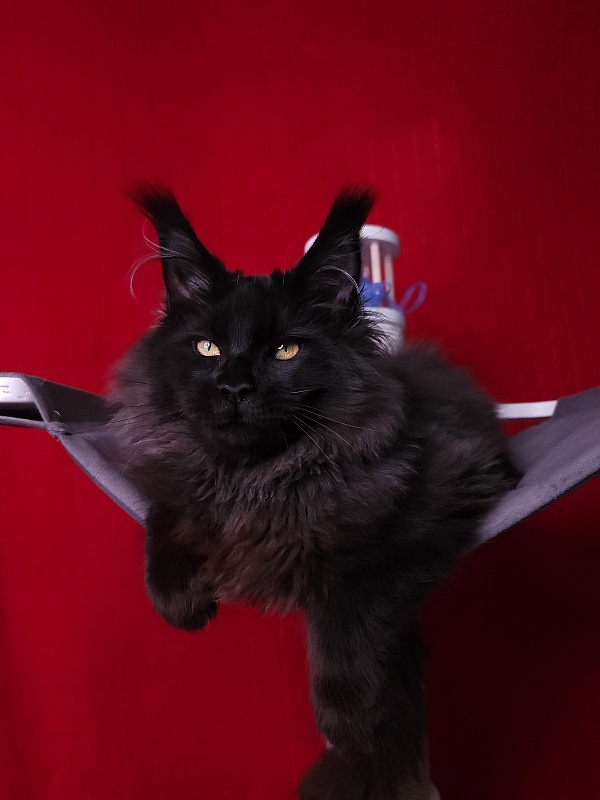 Ice Mellon Akbars - Kitten maine-coon 4 months 4 weeks