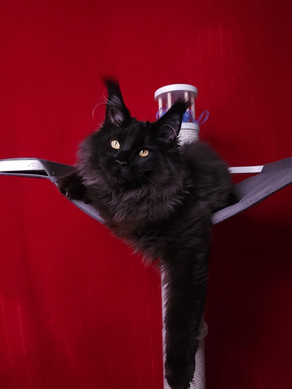 Ice Mellon Akbars - Kitten maine-coon 4 months 4 weeks