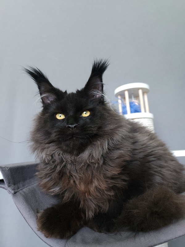 Ice Mellon Akbars - Kitten maine-coon 5 months 1.5 week