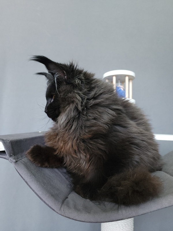 Ice Mellon Akbars - Kitten maine-coon 5 months 1.5 week