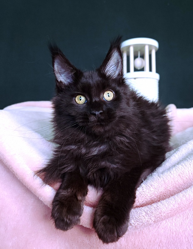 Ida Ko-Ko Akbars - Kitten maine-coon 3 months 3 weeks