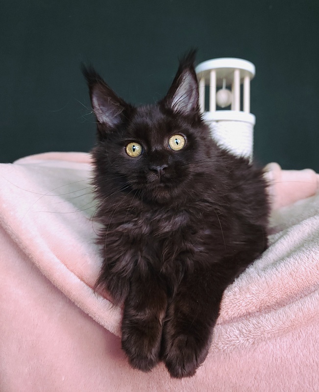 Ida Ko-Ko Akbars - Kitten maine-coon 3 months 3 weeks