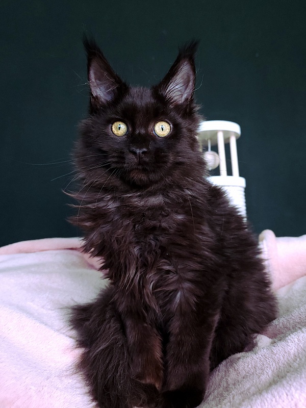 Ida Ko-Ko Akbars - Kitten maine-coon 3 months 3 weeks