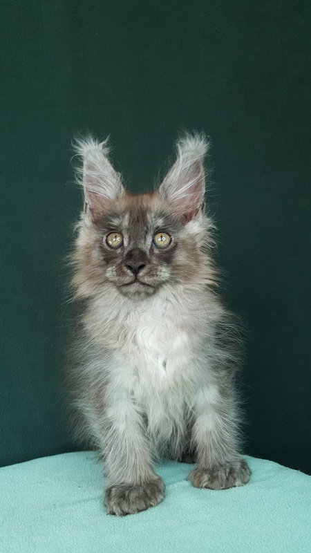 My Bentley Akbars (polydactyl 56/66) - Kitten maine-coon 2 months 0.5 weeks