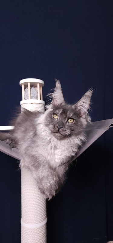 My Bentley Akbars (polydactyl 56/66) - Kitten maine-coon 3 months 3.5 weeks