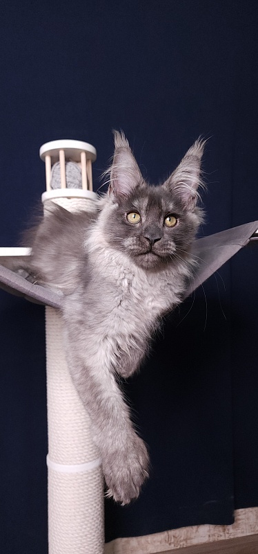 My Bentley Akbars (polydactyl 56/66) - Kitten maine-coon 3 months 3.5 weeks