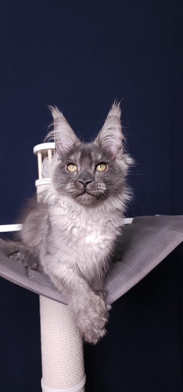 My Bentley Akbars (polydactyl 56/66) - Kitten maine-coon 3 months 3.5 weeks