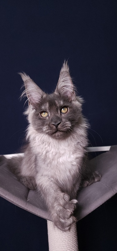 My Bentley Akbars (polydactyl 56/66) - Kitten maine-coon 3 months 3.5 weeks