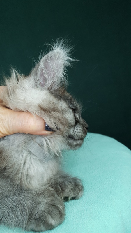My Bentley Akbars (polydactyl 56/66) - Kitten maine-coon 2 months 0.5 weeks