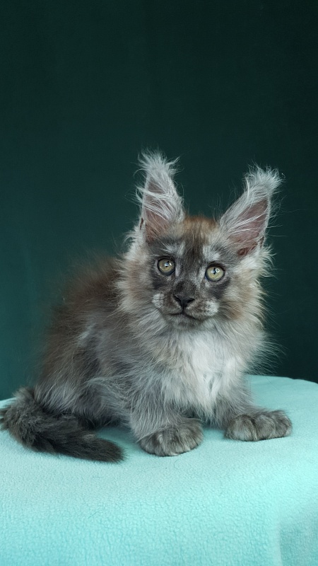 My Bentley Akbars (polydactyl 56/66) - Kitten maine-coon 2 months 0.5 weeks