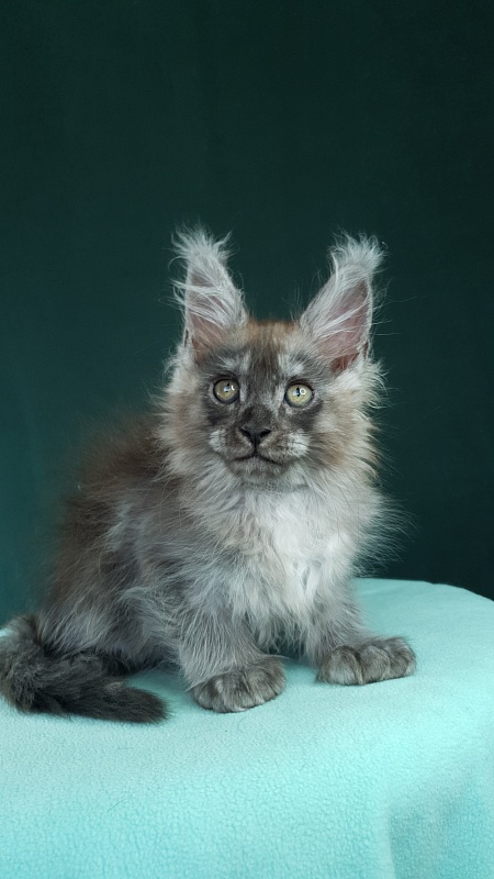 My Bentley Akbars (polydactyl 56/66) - Kitten maine-coon 2 months 0.5 weeks