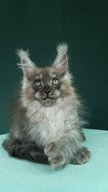 My Bentley Akbars (polydactyl 56/66) - Kitten maine-coon 2 months 0.5 weeks