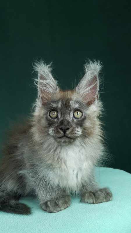 My Bentley Akbars (polydactyl 56/66) - Kitten maine-coon 2 months 0.5 weeks