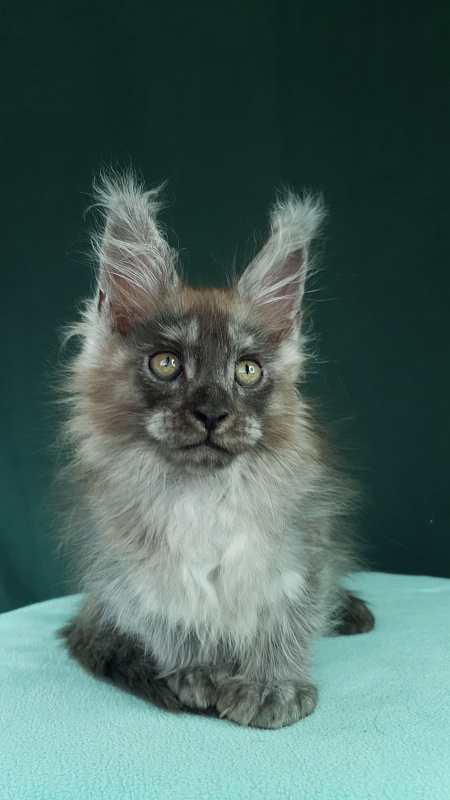 My Bentley Akbars (polydactyl 56/66) - Kitten maine-coon 2 months 0.5 weeks